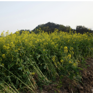 Fungicide rapiță