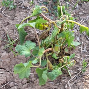 Erbicide floarea-soarelui