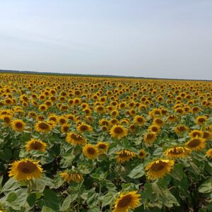 Tehnologie floarea-soarelui