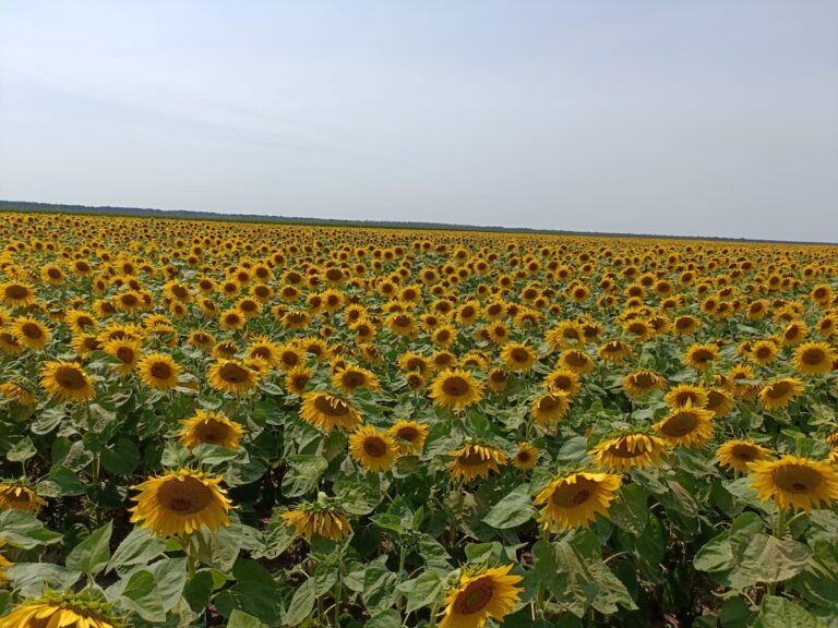 Tehnologia culturii de floarea-soarelui – cum construiești o producție sigură și profitabilă