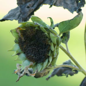 Fungicide floarea-soarelui
