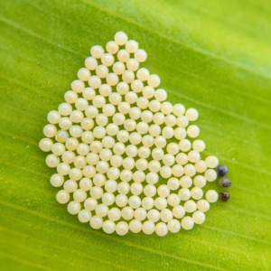 Insecticide porumb