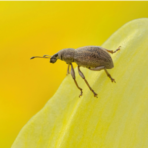 Insecticide rapiță